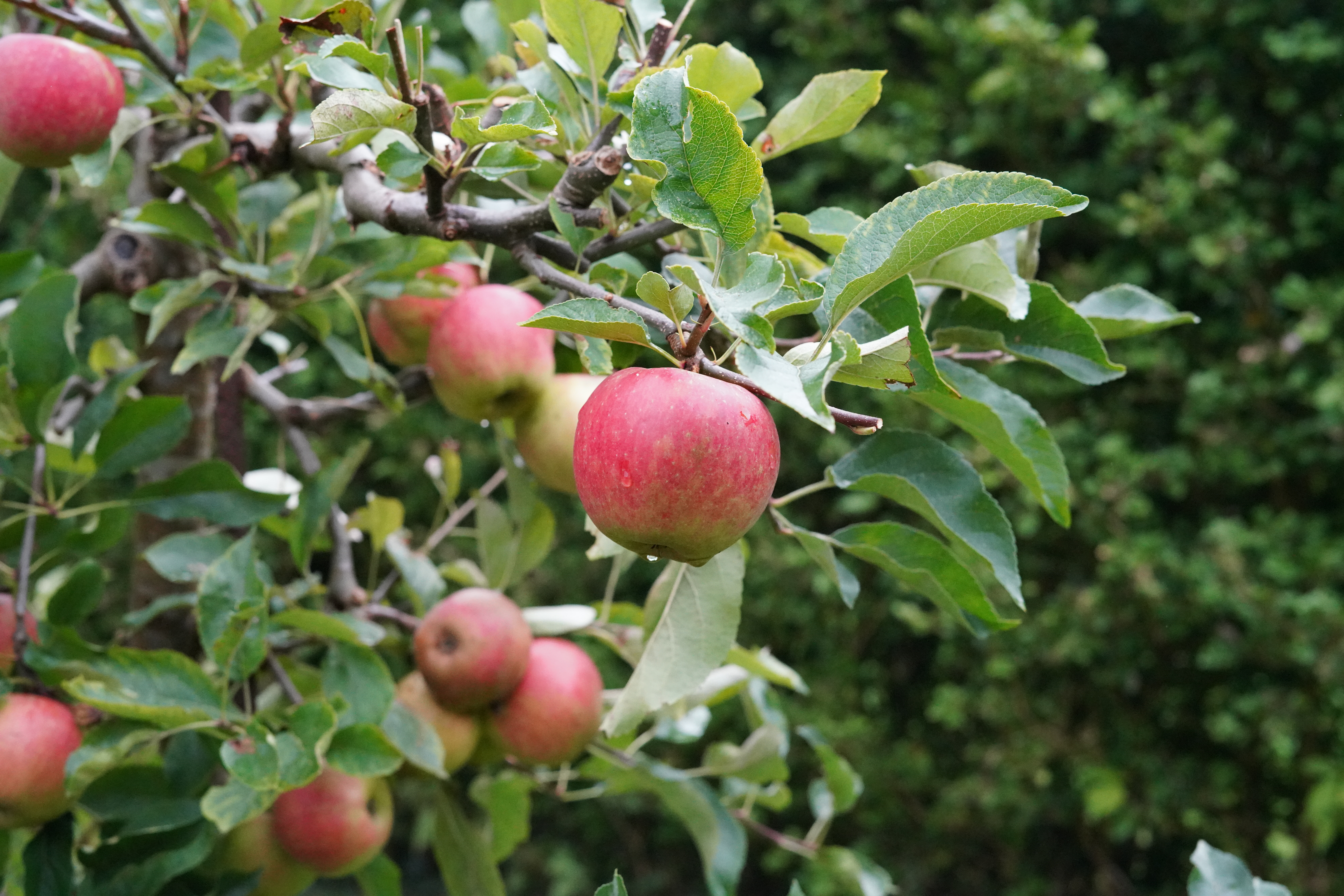 Appelbomen