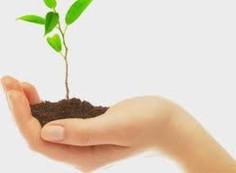 Een plantje dat groeit uit een handpalm
