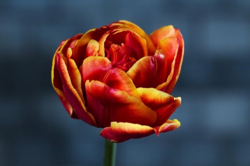 -content-presspage-com-uploads-865-500_doopnyenrode-tulp1-jpg
