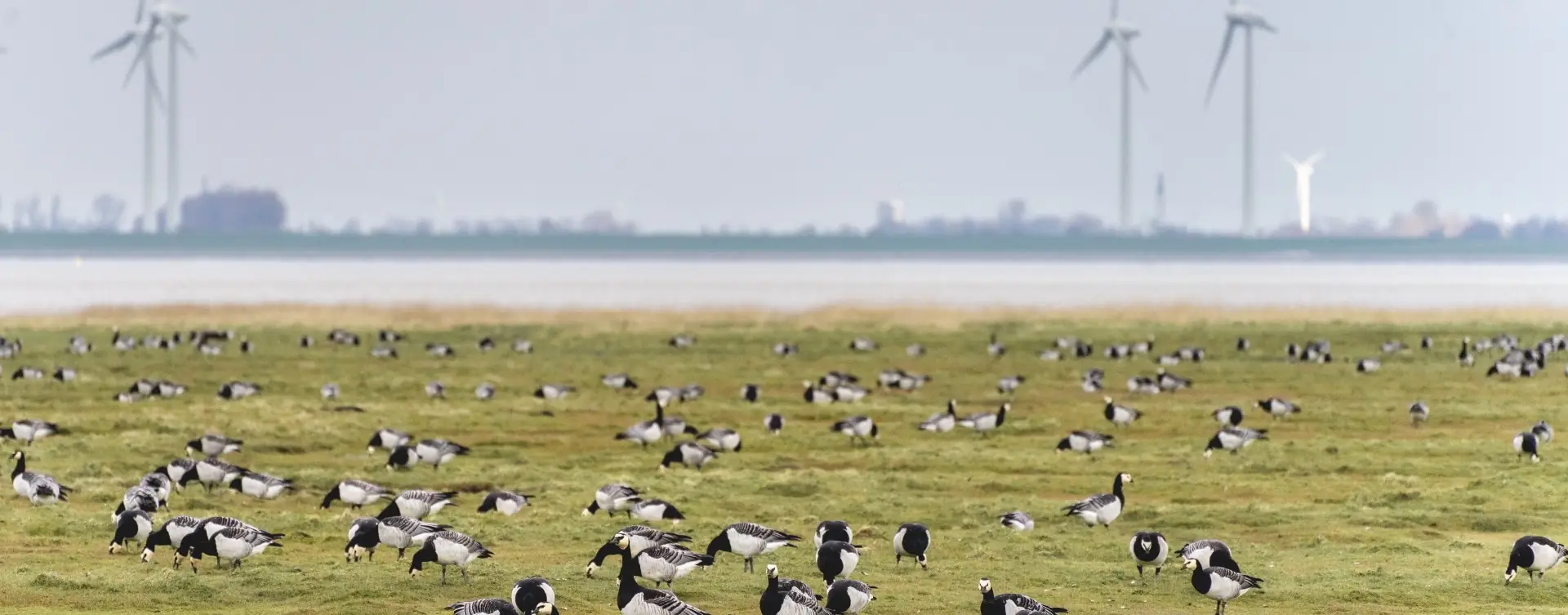 Wadden Sea