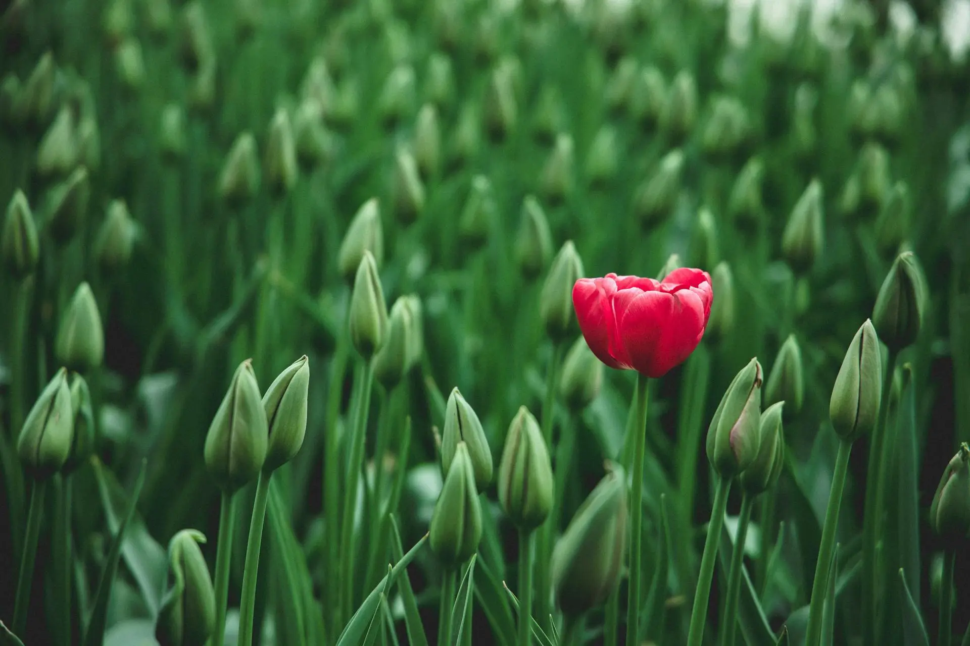 Leiderschap voor de toekomst is verder kijken dan winst