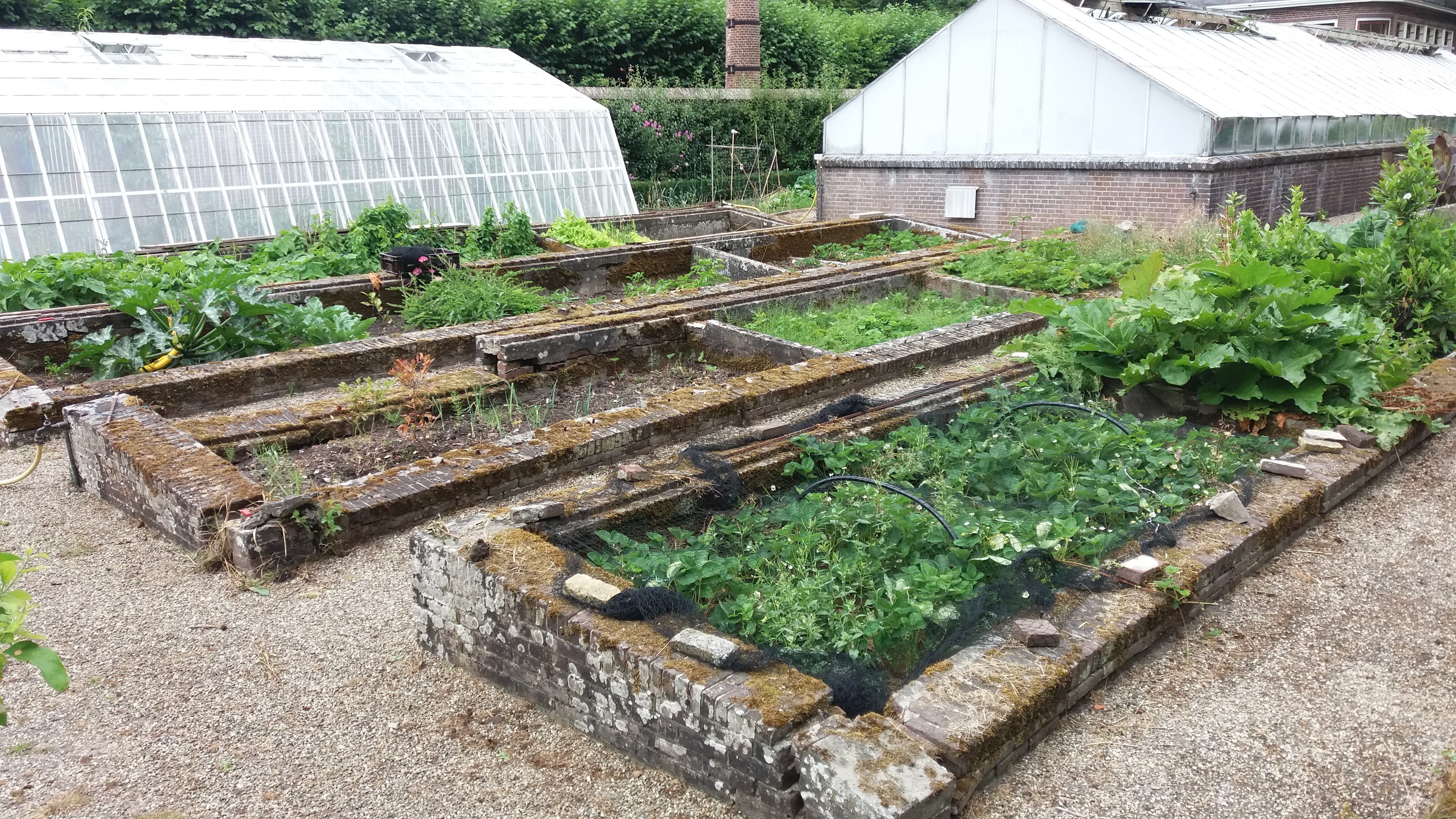 Moestuin